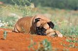 BULLMASTIFF 207